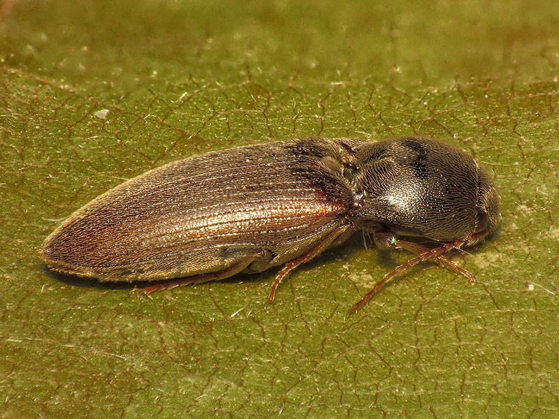 Elateridae: Agriotes brevis? S.
